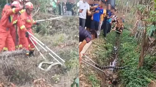 武夷山一女游客被蛇咬死事件，真相揭秘
