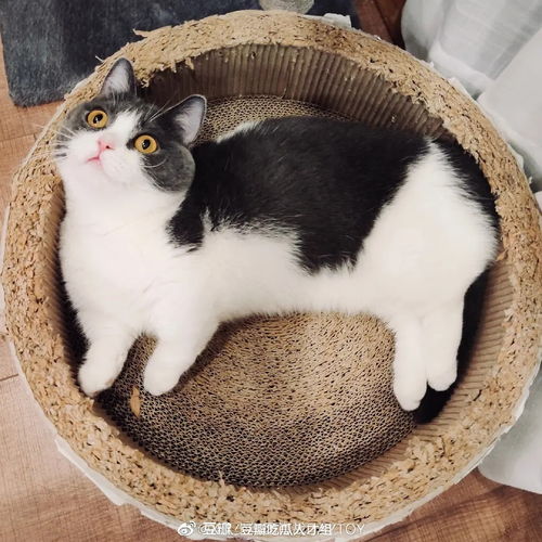 喵咪黑点游戏攻略大全(黑色喵喵怎么进化成猫老大)