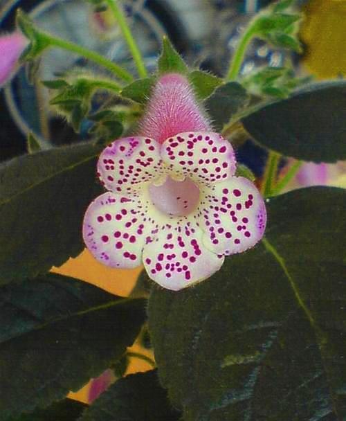 开花宝宝游戏攻略大全图解(宝宝开花是怎么样的什么症状)