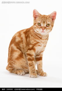 小猫家居游戏攻略大全图解(小猫家居照片)