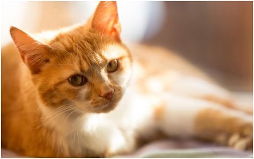 选择宠物小猫游戏攻略大全(选一个猫)